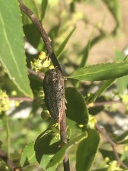 Ectinogonia buquetii