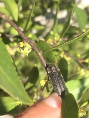 Ectinogonia buquetii
