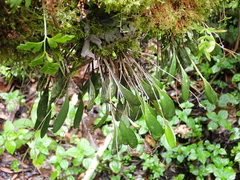 Elaphoglossum