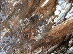 Serpula himantioides