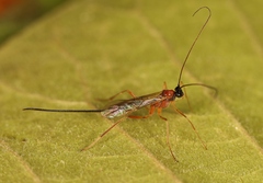 Macrocentrus bicolor