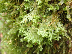 Marchantiophyta