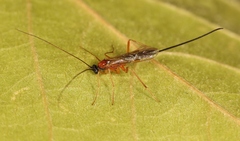 Macrocentrus bicolor