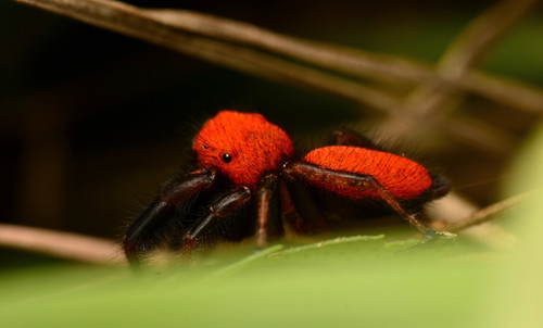 Cardinal Jumping Spider