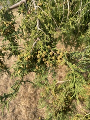 Chamaecyparis pisifera