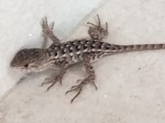 Sceloporus horridus
