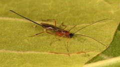 Macrocentrus bicolor