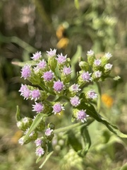 Chromolaena odorata