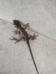 Sceloporus horridus