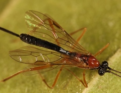 Macrocentrus bicolor