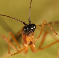 Macrocentrus bicolor
