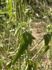 Chromolaena odorata