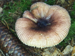 Russula puellaris