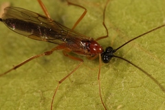 Macrocentrus bicolor