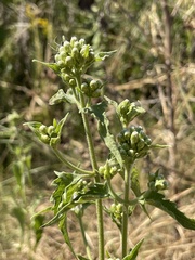 Chromolaena odorata