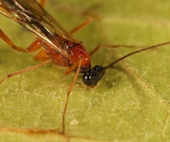 Macrocentrus bicolor