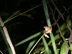 Rhacophorus pardalis