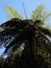 Cyatheaceae
