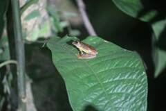 Rhacophorus pardalis