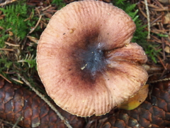 Russula puellaris