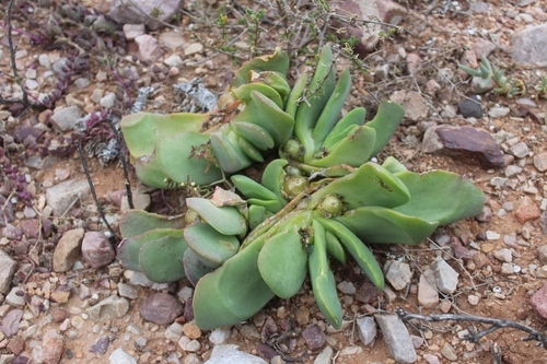 Glottiphyllum linguiforme, photograph 3