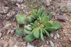 Glottiphyllum linguiforme