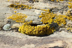 Candelariella rosulans