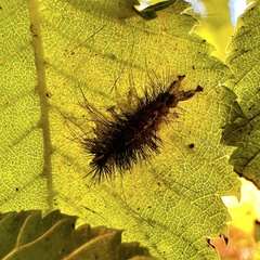 Lymantria dispar