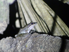 Chalcorana chalconota