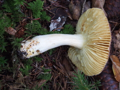 Russula puellaris