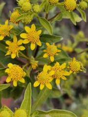 Verbesina virgata