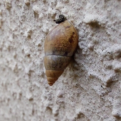 Bulimulus