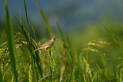Cisticola juncidis