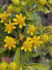 Verbesina virgata