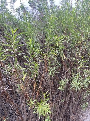 iNaturalist observation photo of mule fat