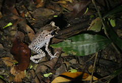 Leptobrachium hasseltii