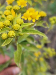 Verbesina virgata