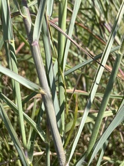 Dichanthium aristatum