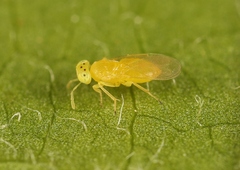 Aphytis