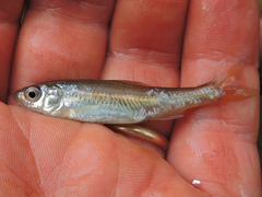 Notropis