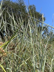 Dichanthium aristatum