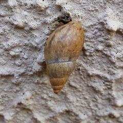 Bulimulus