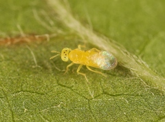 Aphytis