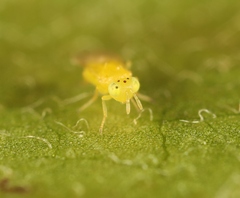 Aphytis