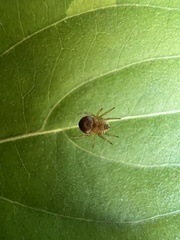 Araniella displicata