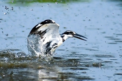 Ceryle rudis travancoreensis