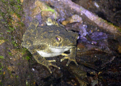 Phrynoidis juxtasper