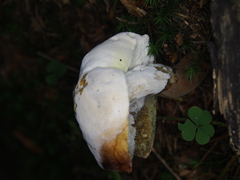 Hypomyces
