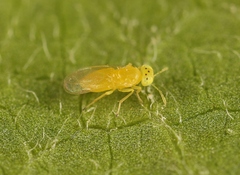 Aphytis