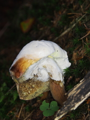 Hypomyces